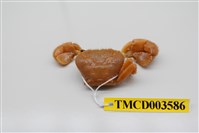 藏品(粗糙酋婦蟹)的圖片